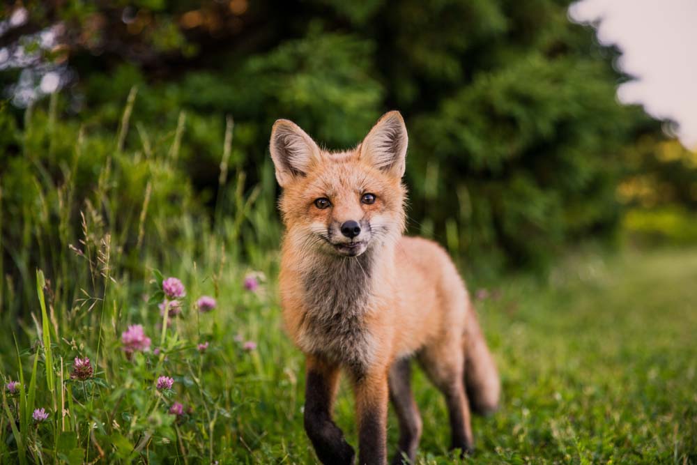 Tiere im Schwarzwald